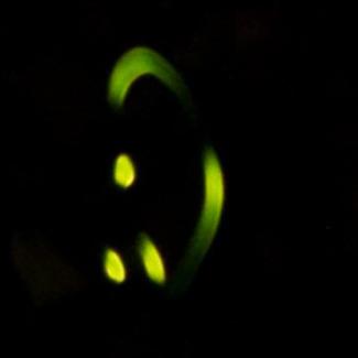 Loopy five firefly flash pattern, with 2 semi-circular flashes and 3 short blips forming a circle 