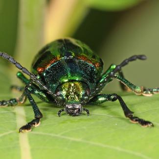 Metallic and multicolored dogbane beetle