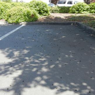 Dead bumble bees in a parking lot 