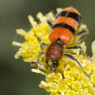 An orange-and-black striped checkered beetle foraging on yellow flowers