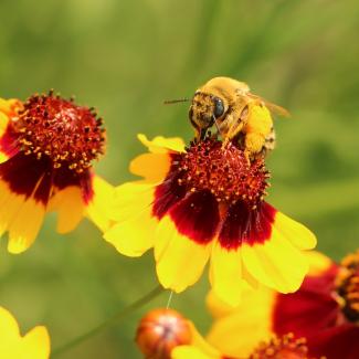 A native bee nectars on pains coreopsis (Photo: Jennifer Hopwood)