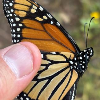 Closeup of a thumb holding female monarch butterfly XSTI009 (c. Ray Moranz, Xerces Society)
