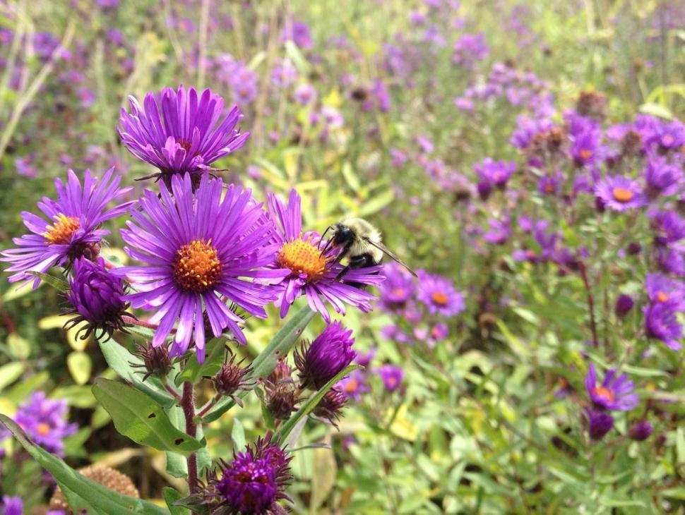 Bombus impatiens male on New England aster in Michigan wildflower meadow. (Photo: Emily May, Xerces Society.)