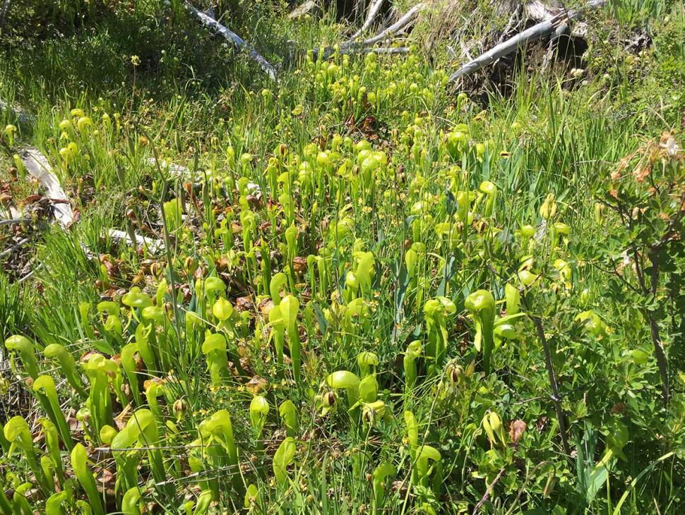 A serpentine fen with California pitcher plants growing 