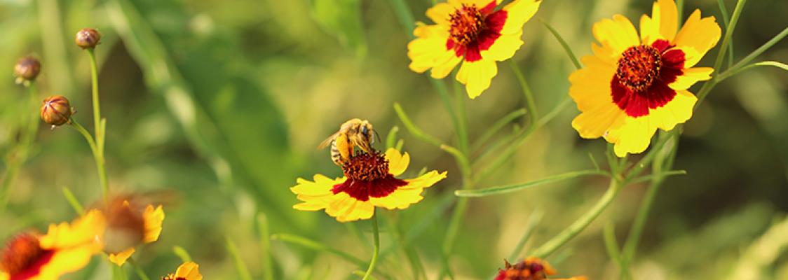 A bee nectars on one of many bright yellow flowers with red centers.