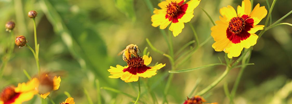 Pollinator Friendly Native Plant Lists Xerces Society