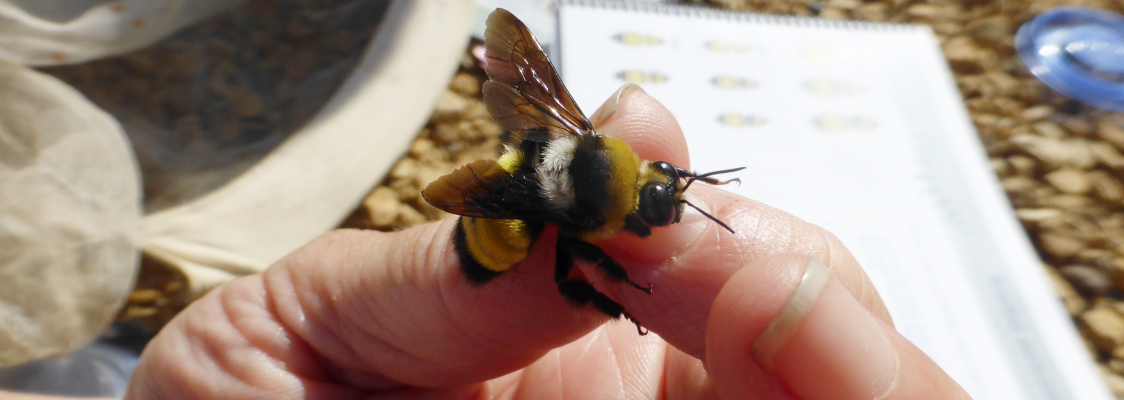 A fuzzy bumble bee is held in a person's hand. In the background are nets and a book on the ground.