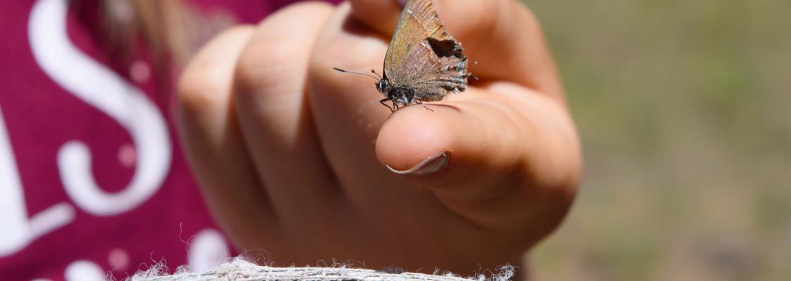 This close-up photo shows a hand holding a colorful butterfly. A bit of a net is shown as well.