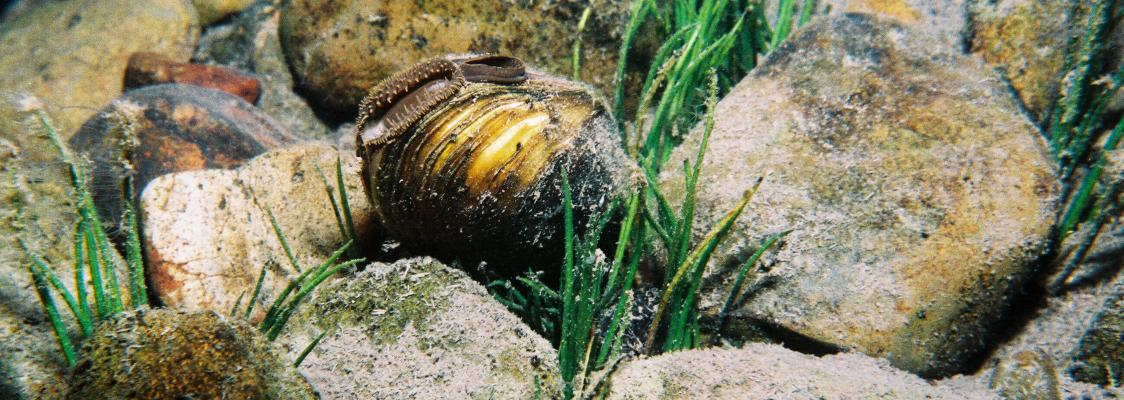 Freshwater mussel (Anodonta) in Lake Quinault. This image shows a shell with yellowish-brown striations, amid rocks and underwater plants.