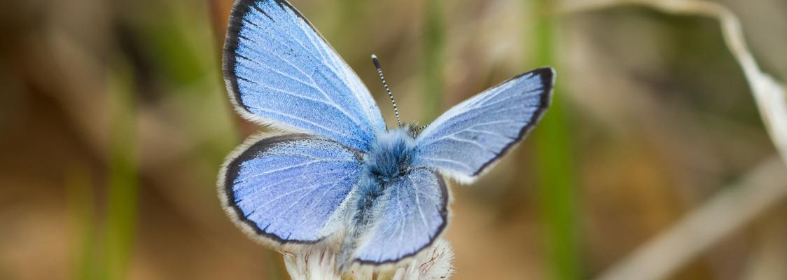 The bright blue Karner blue butterfly (Lycaeides melissa samuelis).