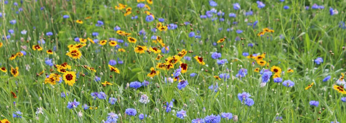 A meadow bursts with bluish-purple and yellow blooms.