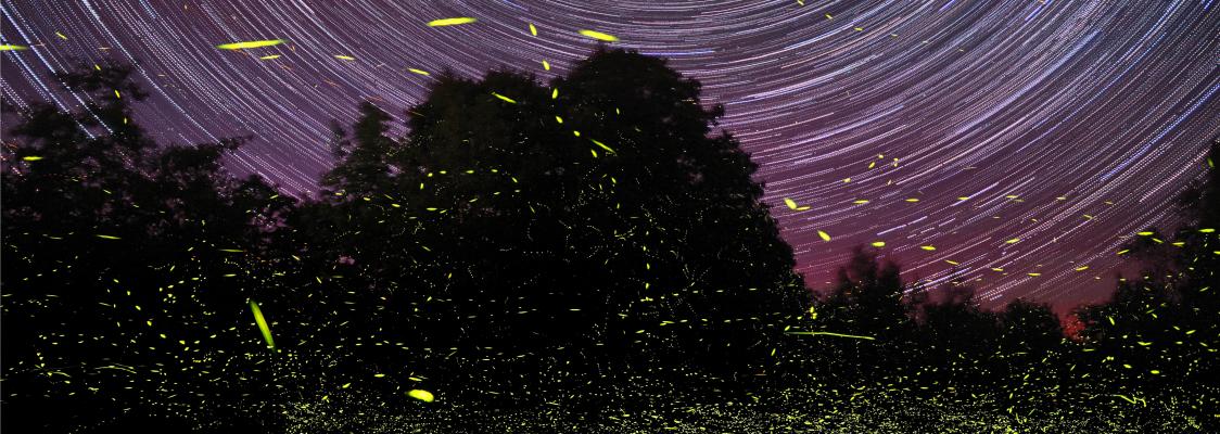 Star trails create concentric semi-circles in a purple night sky, while fireflies create yellow streaks, in this long-exposure photo.
