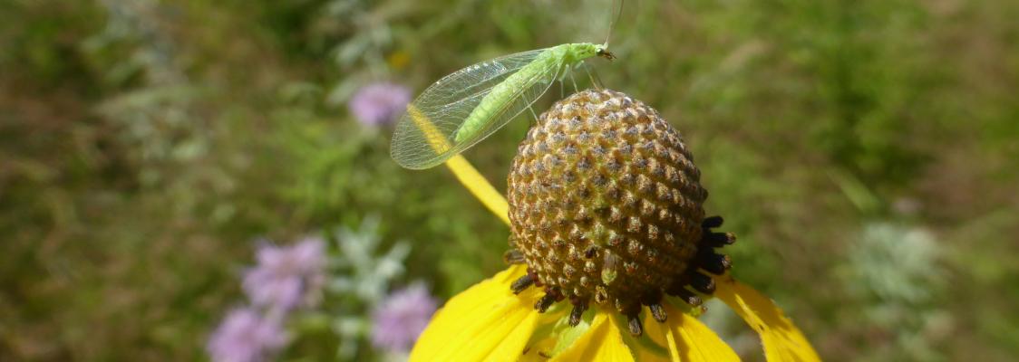 A bright green insect with translucent wings perches atop a yellow, daisy-like flower with a spherical center.