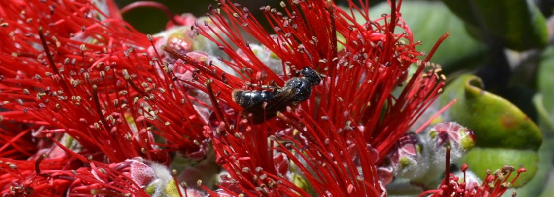 A tiny yellow-faced bee foraging on 'Ohi'a lehua, a native pollinator plant, at Hawai'i Volcanoes National Park