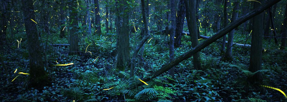 A dark forest filled with ferns, downed trees, rocks, and lush underbrush, is filled with bright dashes of yellow in this long-exposure shot of fireflies at night.