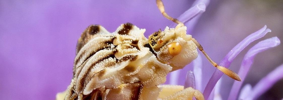Macrophotography of an ambush bug on a purple flower (Photo: Deborah BanDrosky)