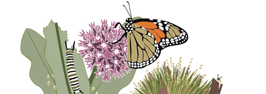 A monarch butterfly and striped caterpillar on milkweed leaves and pink flowers.