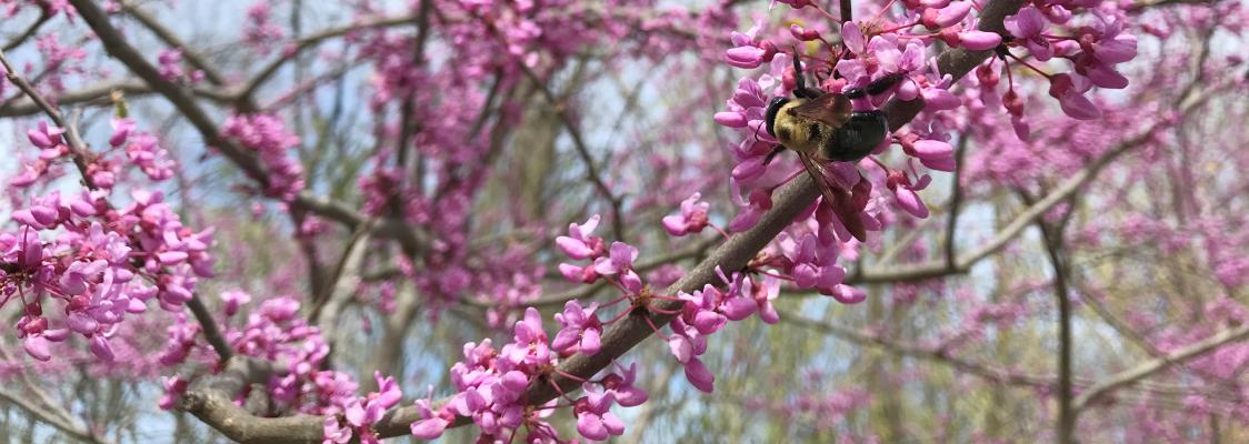 On a long, curving branch covered in pink blooms, a fat, fuzzy bee collects nectar and pollen.