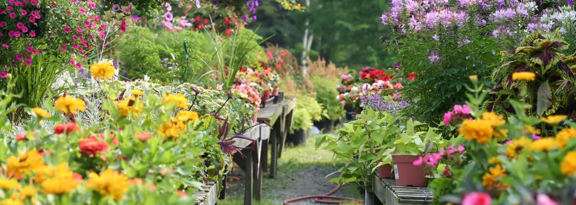 Row of display tables filled with colorful flowers in an outdoor plant nursery