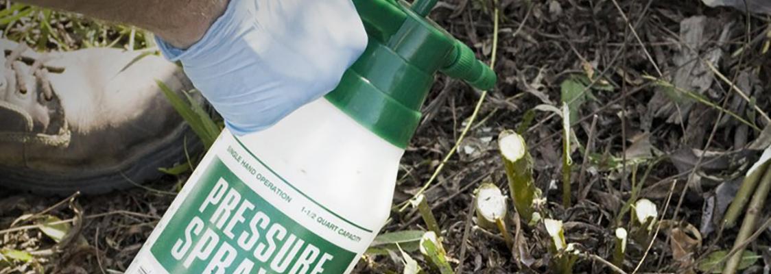 Pressure sprayer spraying stems