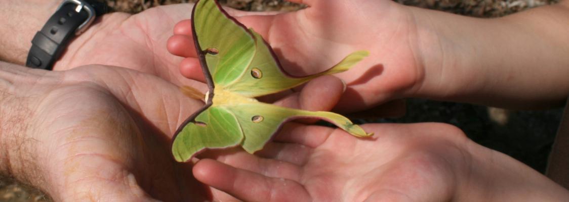 A bright green moth with two long "tails" at the bottom of its wings is held by two pairs of hands, one larger set and a smaller set, as though an adult and child are looking at the moth together.