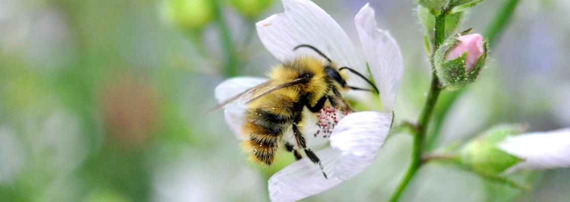 Bumble bee on checkermallow flower