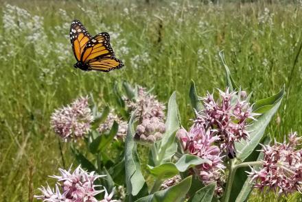 monarch over milkweed
