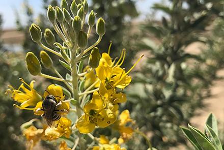 Bee on flower