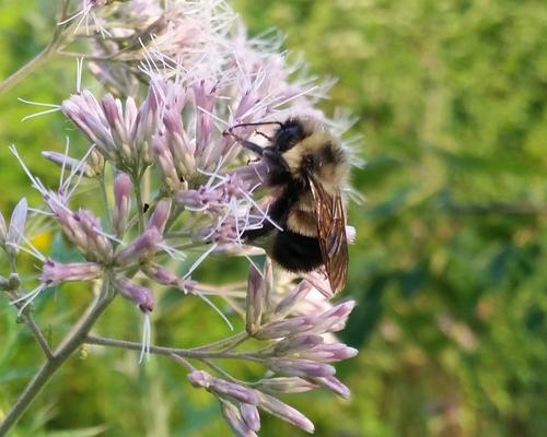 rusty-patched bumble bee