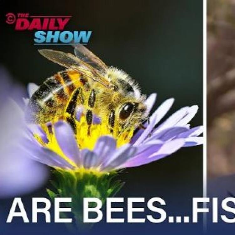  Are bees... fish? The Daily Show