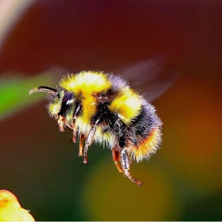 An unidentified fuzzy bee hovers. Woodypino/Pixabay