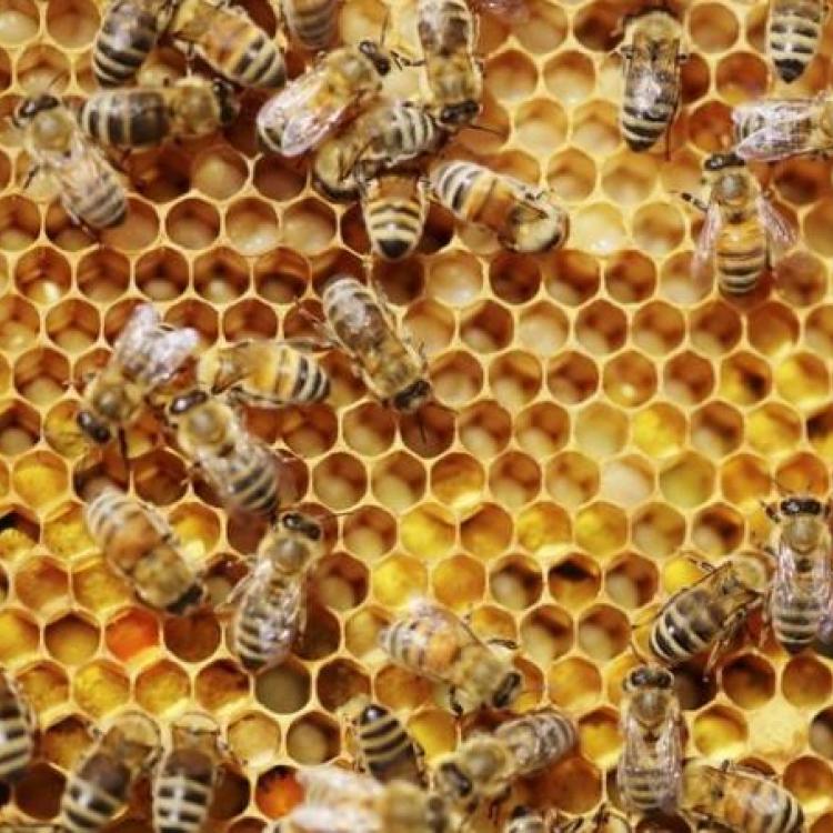 Honey bees (c. TEMMUZCAN/GETTY IMAGES)