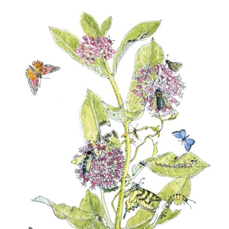 Illustration by Beverly Duncan, from “The Milkweed Lands” by Eric Lee-Mäder